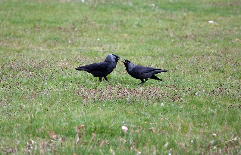 Les oiseaux de Colomiers : dessine-moi une corneille !