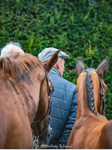 Qualification Etalons 2 et 3 ans Selle Français