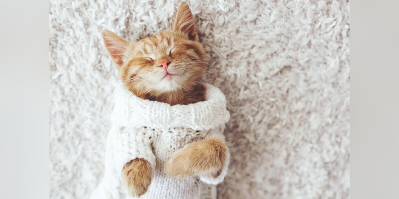 Soiree Tricot Du 19 Octobre Le Chat Qui Tricote By Night Soiree Tricot Du 19 Octobre Le Chat Qui Tricote By Night