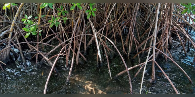 LES TROIS-ILETS/Exposition sur la mangrove