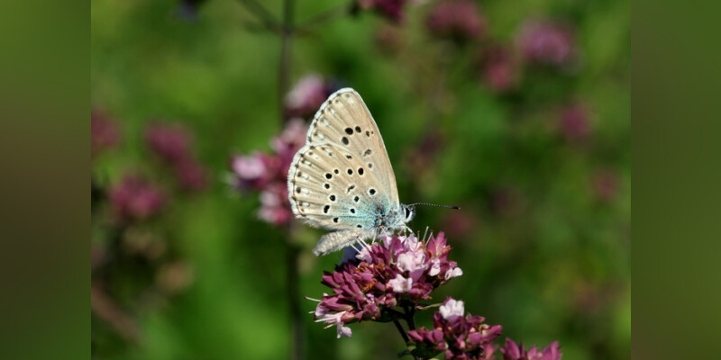 CHANTIER NATURE Participez à la préservation d'un papillon protégé (47)