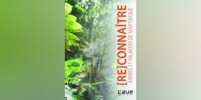 Ressource en ligne / [Re]Connaître arbres et palmiers de Martinique