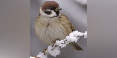 Comptage national des oiseaux hivernants