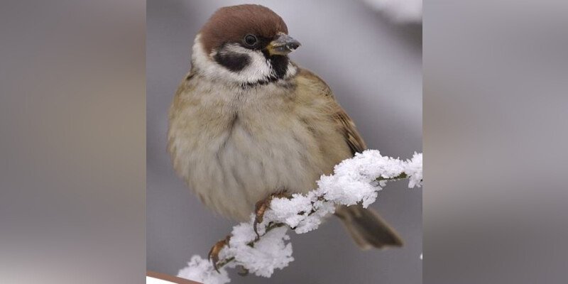 Comptage national des oiseaux hivernants