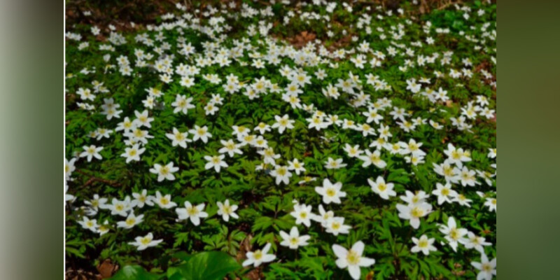 Plaisirs des 5 sens avec les fleurs des sous-bois au printemps
